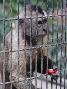 猴子上树吃瓜,一场猴子的夏日美食之旅