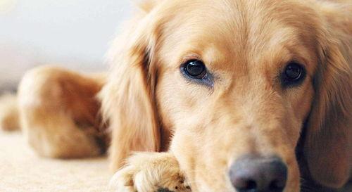 金毛犬吃方瓜吗,揭秘它们对方瓜的喜爱之谜