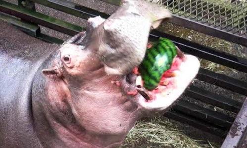 道具吃瓜河马,揭秘神秘道具背后的奇幻之旅