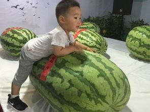 惠安吃瓜事件,一场引发社会热议的网络风波