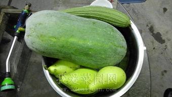 今日吃瓜热门大瓜网,揭秘网络热议事件背后的真相