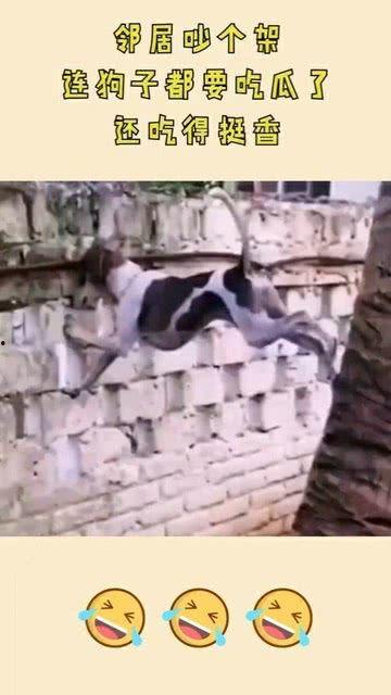 看邻居吵架吃瓜