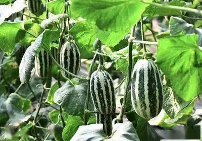 爱人如养花吃瓜,探索和谐相处的秘诀